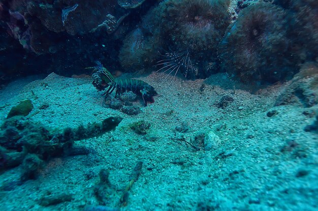 camarão mantis subaquático / cena subaquática em um recife de coral, mar tropical, criatura incomum, macro