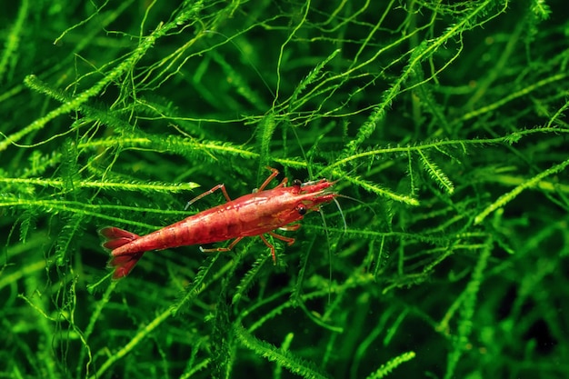 Foto camarão-vermelho em um musgo