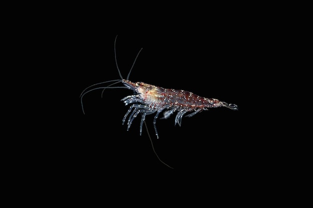 Camarão Vermelho Krill