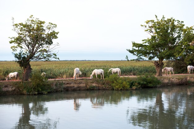 Camargue caballos salvajes pastando por el agua