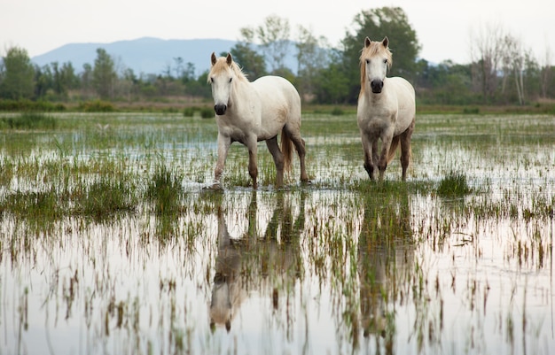 Camargue Caballos