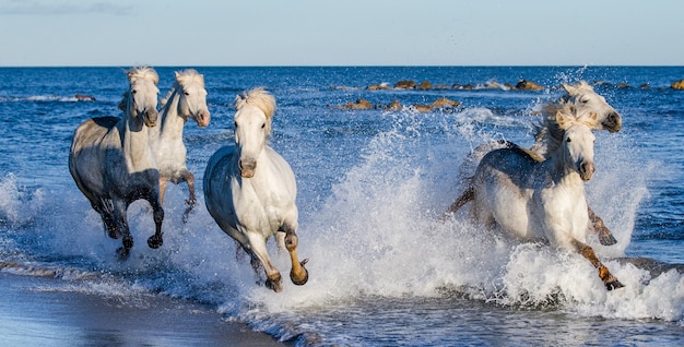 Camargue-Pferde laufen wunderschön am Wasser in der Lagune entlang