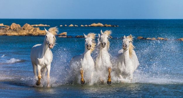 Camargue-Pferde laufen wunderschön am Wasser in der Lagune entlang