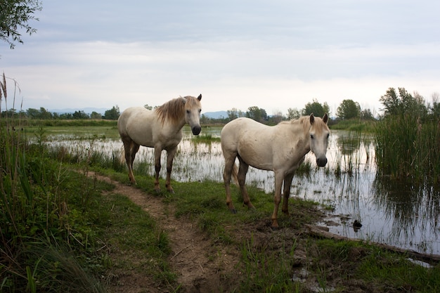 Camargue-Pferde