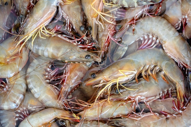 Camarões frescos do mar no mercado de rua na tailândia. conceito de frutos do mar. camarões crus para cozinhar, close up