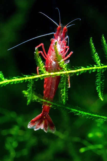 Camarón cereza roja sobre un musgo