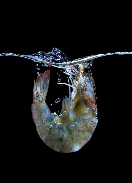 Los camarones en agua salpicando sobre fondo negro