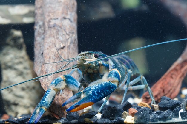 Camarones en el agua