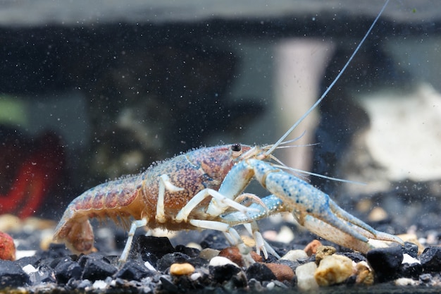 Camarones en el agua