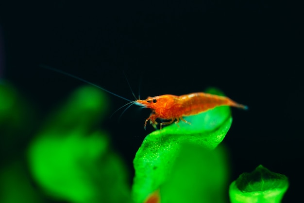 Camarones enanos en hoja en tanque de acuario de agua dulce