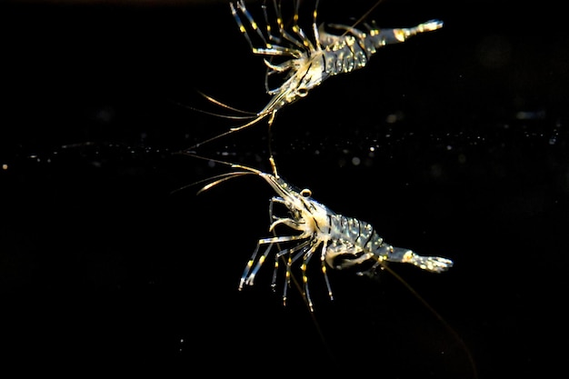 Camarones en el fondo negro en Indonesia