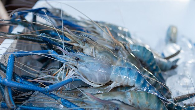 Los camarones frescos se colocan encima de cubos de hielo antes de ser asados sobre un fuego de carbón Kung Pao es un popular plato de mariscos a la parrilla tailandés. Los camarones se congelan con hielo. Es un alimento básico para los platos de marisco.