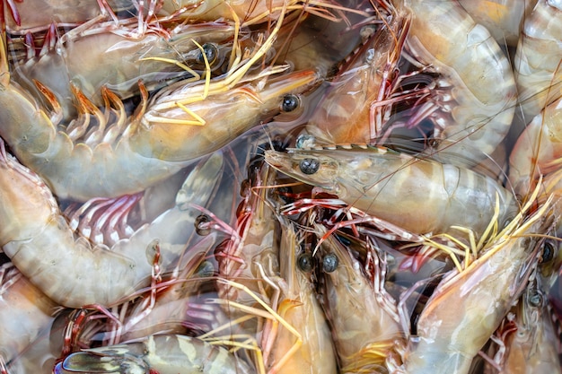 Camarones frescos del mar en el mercado callejero en Tailandia. Concepto de mariscos. Langostinos crudos para cocinar, cerrar