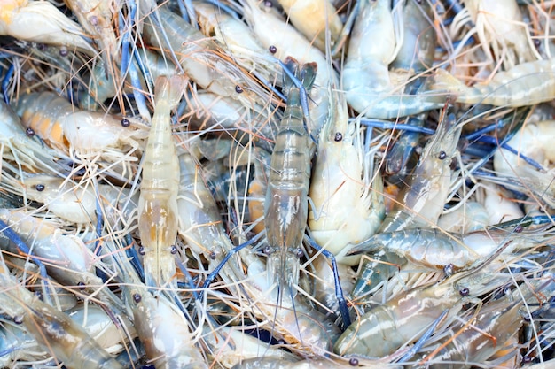 Camarones frescos en el mercado de mariscos.