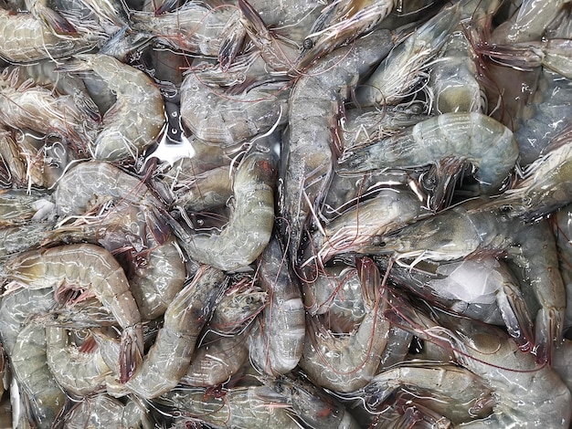 Camarones frescos para vender en el mercado