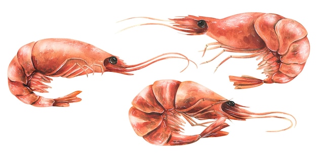 Camarones hervidos enteros sin pelar Ilustración de acuarela un conjunto de objetos aislados sobre un fondo blanco de la colección SHRIMP Para el diseño y diseño de menús recetas tienda de embalaje