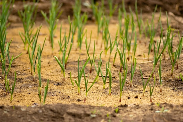 Camas com cebolinhas