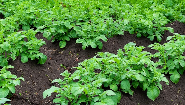 Camas de batatas verdes no jardim