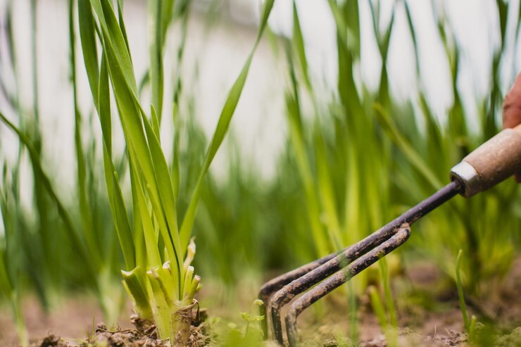 Foto camas de capina com plantas agrícolas crescendo no jardim controle de ervas daninhas e pragas no jardim terra cultivada closeup