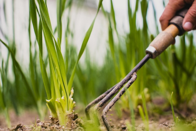 Camas de capina com plantas agrícolas crescendo no jardim Controle de ervas daninhas e pragas no jardim Terra cultivada closeup