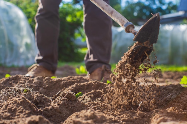 Camas de capina com plantas agrícolas crescendo no jardim Controle de ervas daninhas no jardim Terra cultivada closeup Trabalho agrícola na plantação