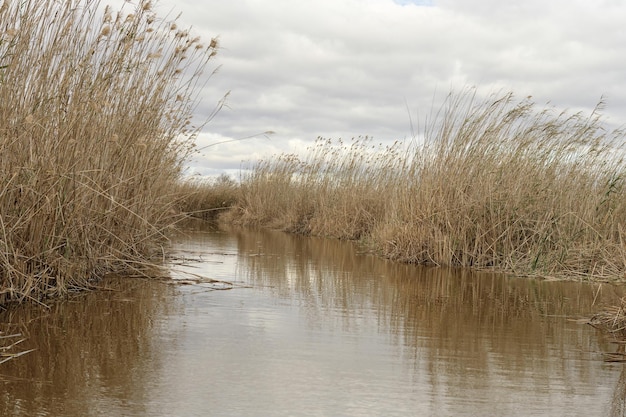 Camas de juncos ao longo da costa de Albufera Valencia