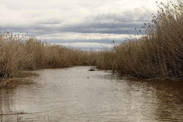 Camas de juncos ao longo da costa de Albufera Valencia