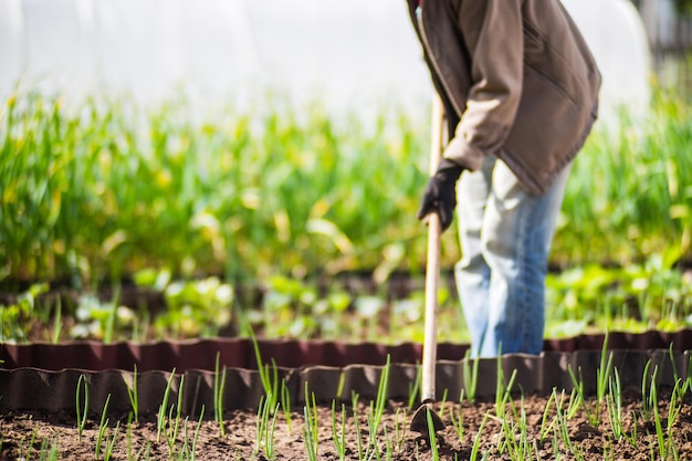 Camas de deshierbe con plantas agrícolas que crecen en el jardín Control de malezas en el jardín Primer plano de la tierra cultivada Trabajo agrícola en la plantación