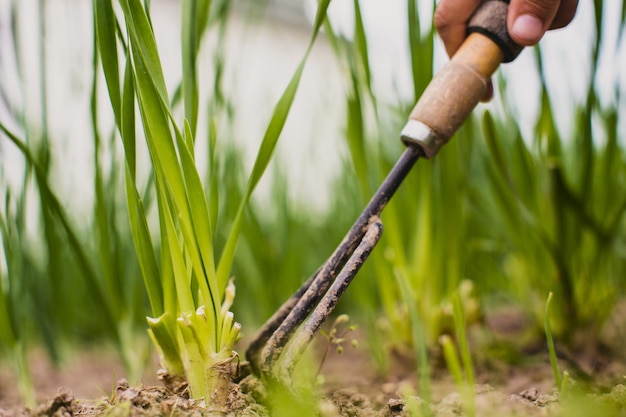 Camas de deshierbe con plantas agrícolas que crecen en el jardín Control de malezas y plagas en el jardín Primer plano de la tierra cultivada