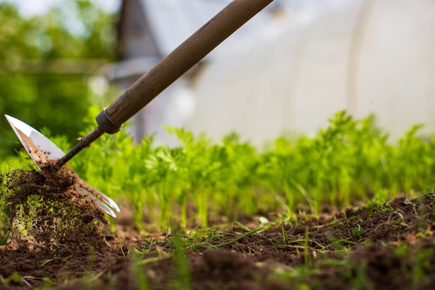 Camas de deshierbe con plantas agrícolas que crecen en el jardín Control de malezas y plagas en el jardín Primer plano de la tierra cultivada