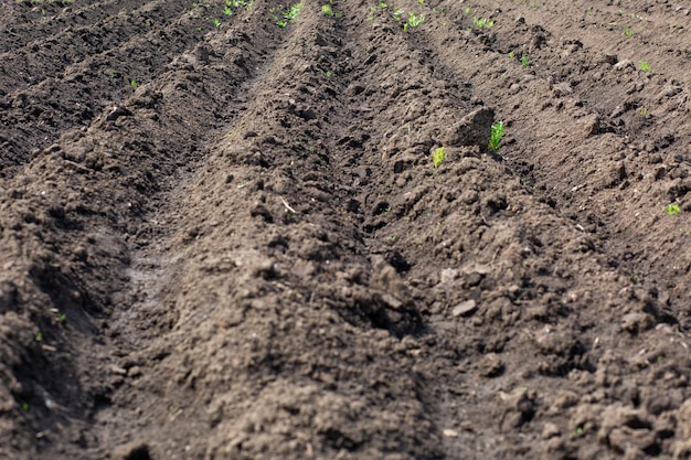 Camas de papas plantadas en el huerto junto a un campo de tractores