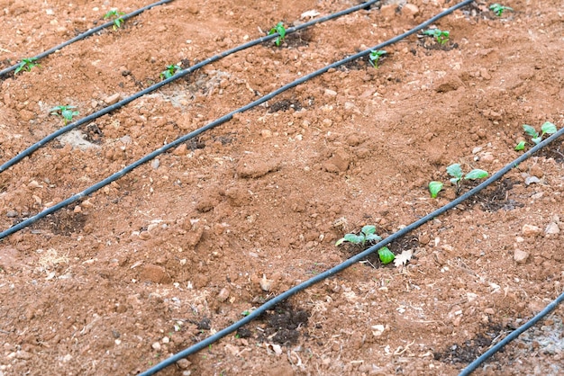 Las camas para plantar plántulas mangueras de riego.