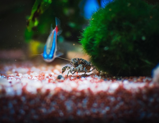 Cambarellus azul en mi acuario