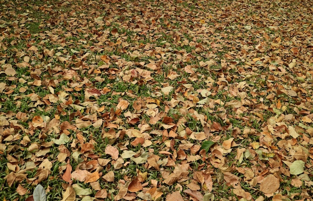 Cambio de estación, la alfombra natural de hojas caídas en el campo de hierba para el fondo