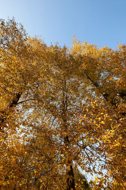 Cambios de árboles en el parque en la temporada de otoño.