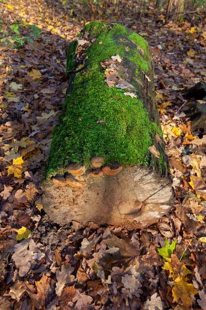 Cambios en la naturaleza durante la temporada de otoño.