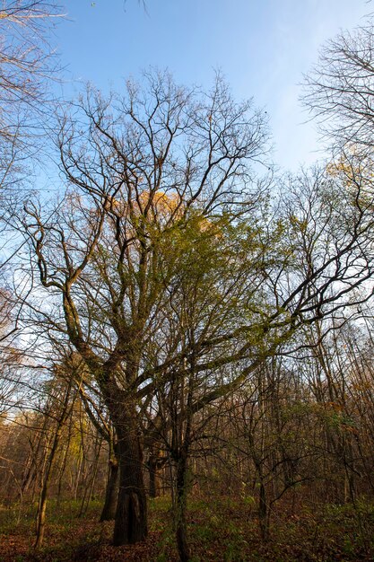 Cambios en la naturaleza durante la temporada de otoño.