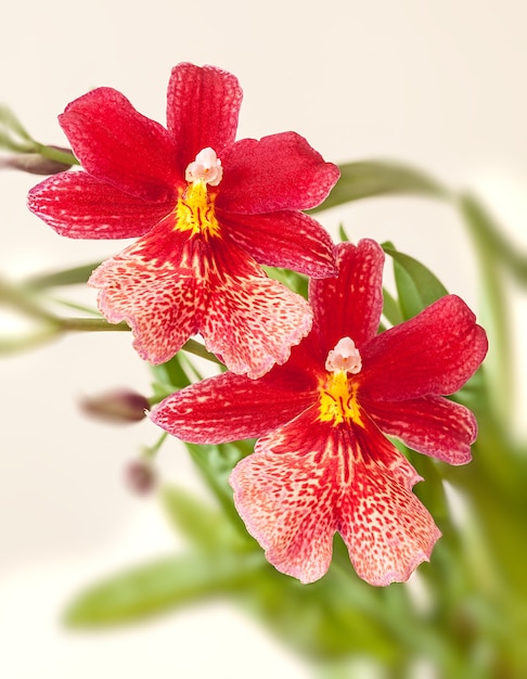 Cambría. Orquídea flor roja y blanca