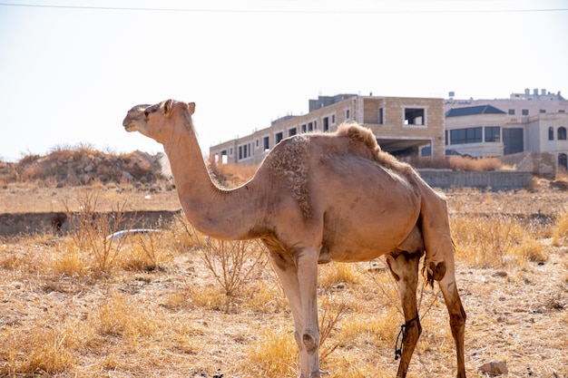 Camel vida en el pueblo