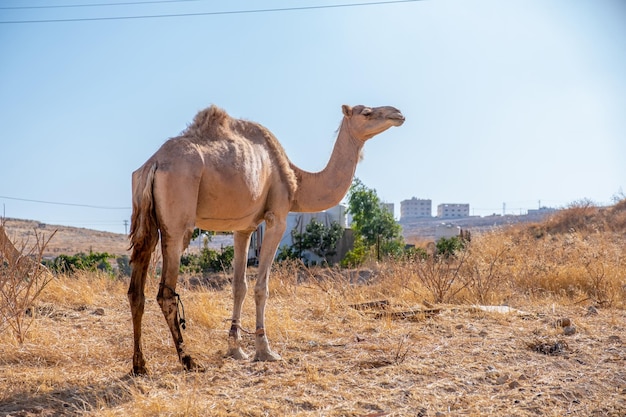 Camel vida en el pueblo