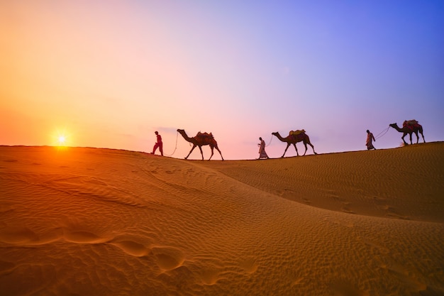 Cameleiros indianos camelo motorista com silhuetas de camelo nas dunas na sunset. Jaisalmer, Rajasthan, Índia