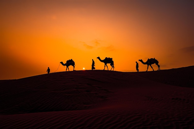 Cameleiros, motoristas de camelos ao pôr do sol. deserto de thar no pôr do sol jaisalmer, rajasthan, índia.