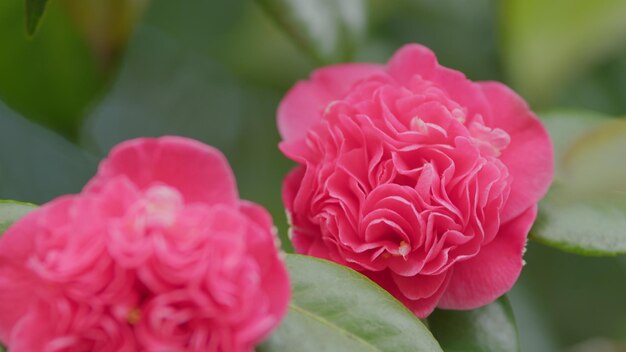 La camelia de color rosa florece en el arbusto en el jardín hermosas flores de camelia japonesa de color rosa vibrante