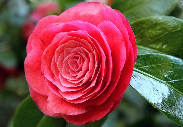 Camelia de flor delicada.