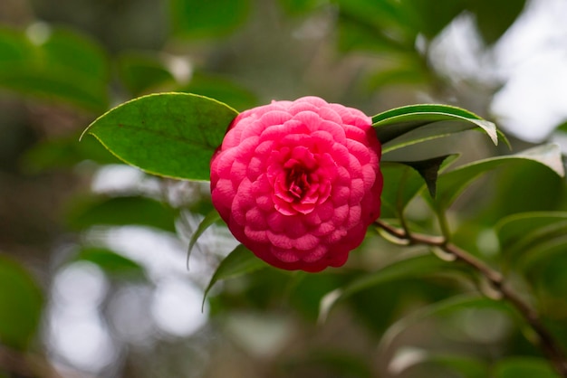 Camelia intermediala rara planta traída a Gran Bretaña desde China camelia de raro color rosa primavera