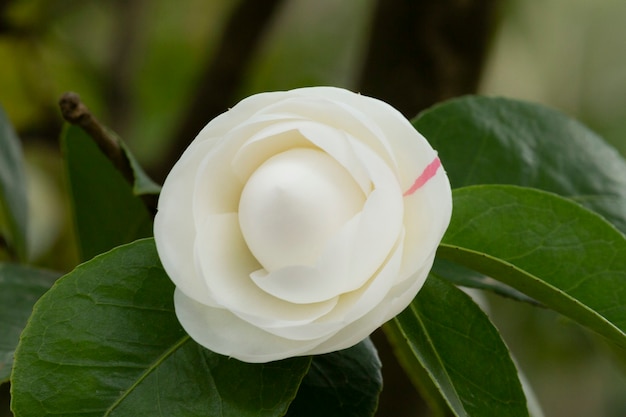 Camélia japonesa branca. bela flor branca grande em um galho de arbusto no jardim, fundo de flor de primavera