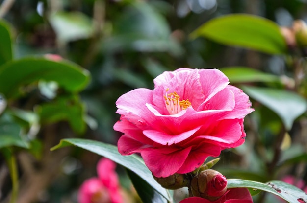 Foto camélia japonesa no jardim