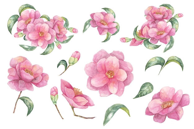 Camélia japonica em aquarela Composições de flores rosas totalmente florescidas com folhas Cliparts para embalagens de cosméticos