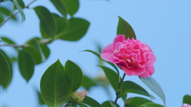 Foto camélia japonica variedade de flor com espaço de cópia grande flor de camélia rosa no jardim de perto