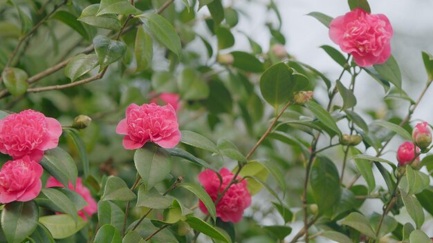 Camélia japonica variedade de flor com espaço de cópia grande flor de camélia rosa no jardim de perto